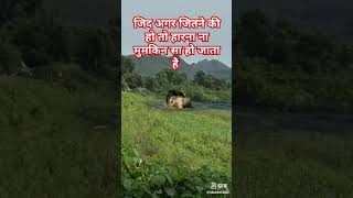 जिद अगर जीत ने की हो तो हारना ना मुमकिन सा होजता हे ₹animal motivation sorts [upl. by Ynaffets]