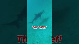 BULLSHARK stole my fish shark attack spearfishing scubadiving porgi destin [upl. by Ainesey]