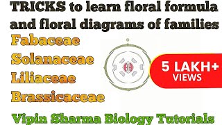 Trick to Learn FLORAL FORMULA and DIAGRAMS of Family Fabaceae Solanaceae Liliaceae  NEET UG [upl. by Adnalor]