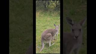 Kangaroo with joe australia kangaroo roo [upl. by Eiltan]