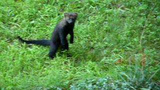 Amazing Fisher Cat In NH Yard [upl. by Korella]