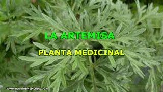 La Artemisa  Propiedades y Beneficios [upl. by Arihs]