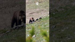 See Yellowstones Grizzly Bear 815 AKA Obsidian amp Triplet Cubs Afar shorts grizzlies wildlife [upl. by Nodnnarb412]