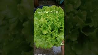 checkout my Hydroponically grown lettuceHYDROPONICS KRATKYMETHOD HIGHLIGHTS [upl. by Aduh335]