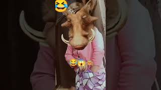 Funny pig trending funny funnyshorts funnyvideo [upl. by Bertilla121]