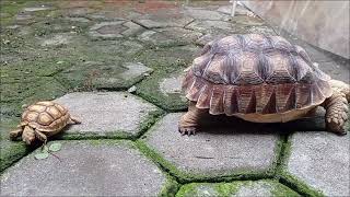 Happy Sulcata ❤️ [upl. by Reiners378]