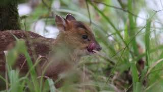 Juvenile Muntjac in the UK [upl. by Alecia]