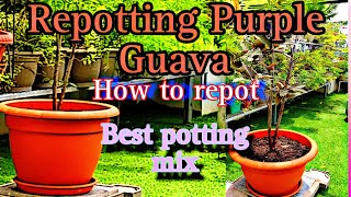 Purple GuavahowtorepotpurpleguavaGuavapottingmixterracegardentriptomygarden [upl. by Mareld443]