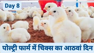 8th Day of Broiler Poultry Farming  Broiler Chicken Farming [upl. by Ahto]