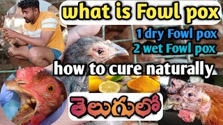 fowl pox natural treatment in telugu  fowl pox medicinefor chickens  fowl pox vaccine instructions [upl. by Geraldine244]