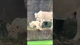 Lioness Rescues Cubs from Drowning 😱 shorts [upl. by Day]