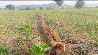 Gray Teetar ki awaz layyah today Teetar ki masti Gray francolin voice tetar ki awaz [upl. by Utas]