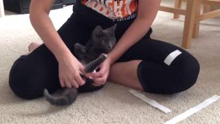 Swimmers Syndrome Kitten  How To Make Tape Leg Support [upl. by Heilman]