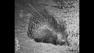 Lovely Cape Porcupine at Mabula Gnu [upl. by Cormac541]