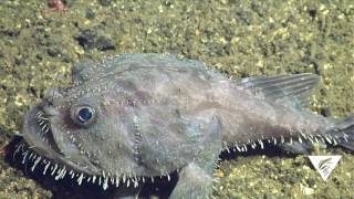 Pacific goosefish [upl. by Aical909]