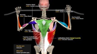 Wide Grip Lat Pulldown Cable  Back Workout GymGuruTV [upl. by Assirrac]