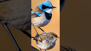 Amazing facts about the White Winged Fairy Wren australianature birds amazingfacts [upl. by Blum]