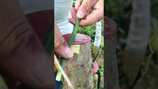 You Wont Believe How Easy Grafting Can Be with This Technique [upl. by Nnil]