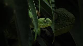 African green bush viper🐍🫣  shorts viral snake [upl. by Leatrice]