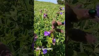 neelakurinji bandaje [upl. by Ymma]