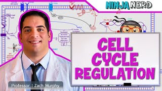 Cell Biology  Cell Cycle Regulation [upl. by Appledorf]