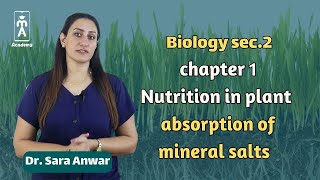 Biology sec2  chapter 1  Nutrition in plant  absorption of mineral salts [upl. by Nibot]