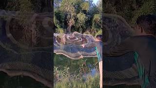 Net fish 🐟 catching 😋 skills shorts viral [upl. by Ane]