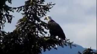 eagle prey baby squawk orca swim  with close up footage of orca Springer A73 and calf [upl. by Lettig210]