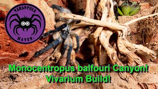 Monocentropus balfouri Canyon Huge Vivarium Build [upl. by Yennor735]