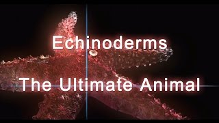 Shape of Life Echinoderms  The Ultimate Animal [upl. by Frederich]