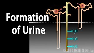 Formation of Urine  Nephron Function Animation [upl. by Sweyn]