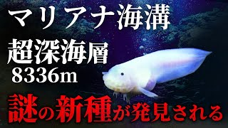 【ゆっくり解説】マリアナ海溝の深海で発見された謎の生物！最深部に住むマリアナスネイルフィッシュの生態【2024年版】 [upl. by Akinom]