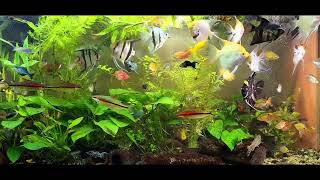 angelfish community tank [upl. by Sinnod]