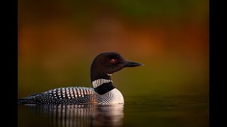 10 HOURS RELAXING LOON CALL AT NIGHT  A Special Message for All of You  Bless Your Soul [upl. by Aitercal793]