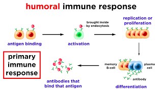 The Immune System Innate Defenses and Adaptive Defenses [upl. by Prima]