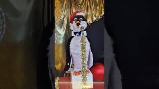 Adorable Penguins Carolling Christmas Songs [upl. by Aneba86]