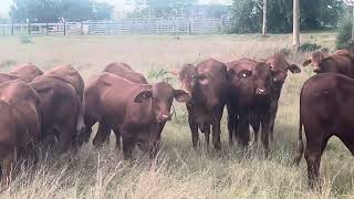 Elliot Livestock Droughtmaster Heifers for sale [upl. by Herbie]