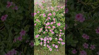 Desi sadabahar flower flower plant gardenflowerplants shortvideo [upl. by Anneuq]