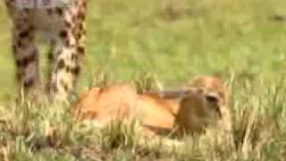 Cheetah Hunting a baby gazelle [upl. by Lustig]