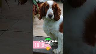 Meet the Welsh Springer Spaniel  Loyal Companion [upl. by Viridissa494]