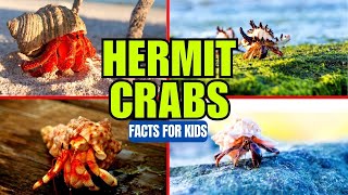 Hermit Crabs  Facts for Kids [upl. by Kcinnay931]