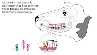 Actinomyces bovis Lumpy Jaw in cattle [upl. by Dagney]