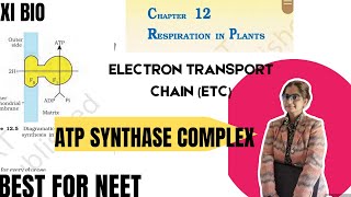 XI  ATP synthase 5 th complex of Electron transport chain chp  RESPIRATION IN PLANTS [upl. by Eulau]