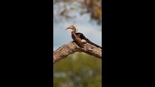 Redbilled hornbill at Roys Dam [upl. by Rhianon]