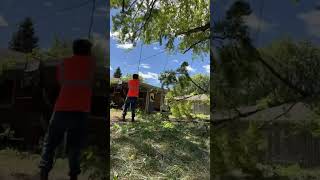 Rookie rope ready youtubeshorts shorts tree work rigging [upl. by Nylazor371]