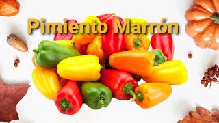 PIMIENTO MORRON Como Cultivar Chile [upl. by Evod942]