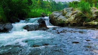 Restful River in the Forest with Birds Singing for Complete Peace and Serenity [upl. by Obeng]