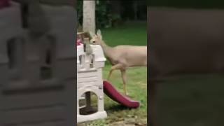 The greatest Deer clip to ever exist [upl. by Augie]