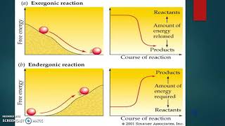 Unit 2 Endergonic amp Exergonic Reactions [upl. by Thetisa508]