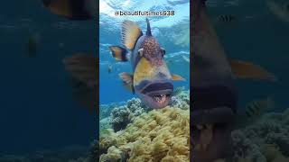 The titan triggerfish and Giant Frogfish [upl. by Barrada]